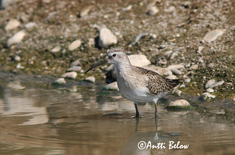 Avainsanat: Territ bec-llarg Krumnæbbet ryle Krombekstrandloper Curlew Sandpiper Kõvernokk-risla Kuovisirri Bécasseau cocorli Sichelstrandläufer Sarlós partfutó Spóatíta Piovanello Tundrasnipe Pilrito-de-bico-comprido Calidris ferruginea Correlimos Zarapitín