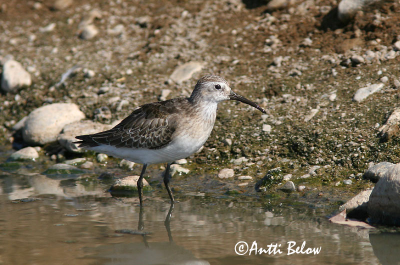 Avainsanat: Territ bec-llarg Krumnæbbet ryle Krombekstrandloper Curlew Sandpiper Kõvernokk-risla Kuovisirri Bécasseau cocorli Sichelstrandläufer Sarlós partfutó Spóatíta Piovanello Tundrasnipe Pilrito-de-bico-comprido Calidris ferruginea Correlimos Zarapitín