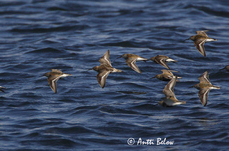 Avainsanat: Territ bec-llarg Krumnæbbet ryle Krombekstrandloper Curlew Sandpiper Kõvernokk-risla Kuovisirri Bécasseau cocorli Sichelstrandläufer Sarlós partfutó Spóatíta Piovanello Tundrasnipe Pilrito-de-bico-comprido Calidris ferruginea Correlimos Zarapitín