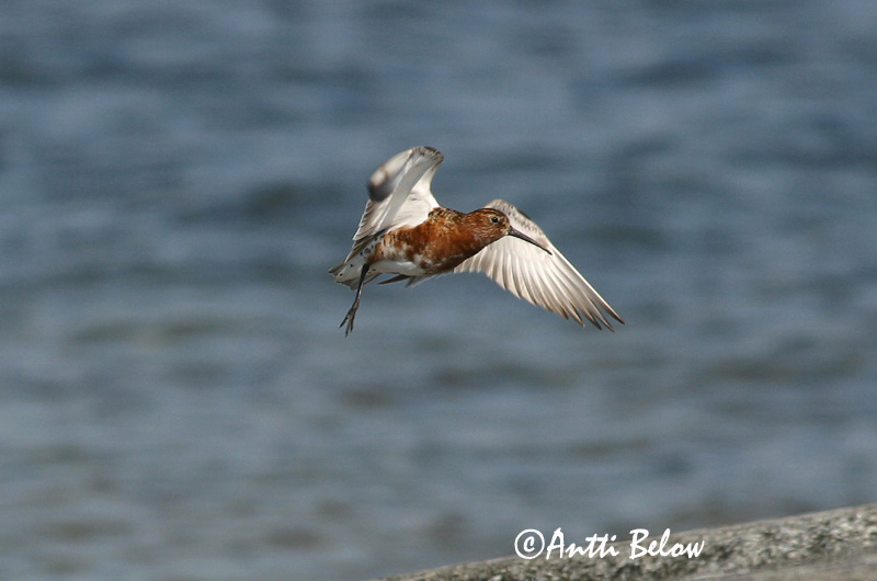 Avainsanat: Territ bec-llarg Krumnæbbet ryle Krombekstrandloper Curlew Sandpiper Kõvernokk-risla Kuovisirri Bécasseau cocorli Sichelstrandläufer Sarlós partfutó Spóatíta Piovanello Tundrasnipe Pilrito-de-bico-comprido Calidris ferruginea Correlimos Zarapitín