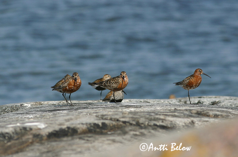 Avainsanat: Territ bec-llarg Krumnæbbet ryle Krombekstrandloper Curlew Sandpiper Kõvernokk-risla Kuovisirri Bécasseau cocorli Sichelstrandläufer Sarlós partfutó Spóatíta Piovanello Tundrasnipe Pilrito-de-bico-comprido Calidris ferruginea Correlimos Zarapitín