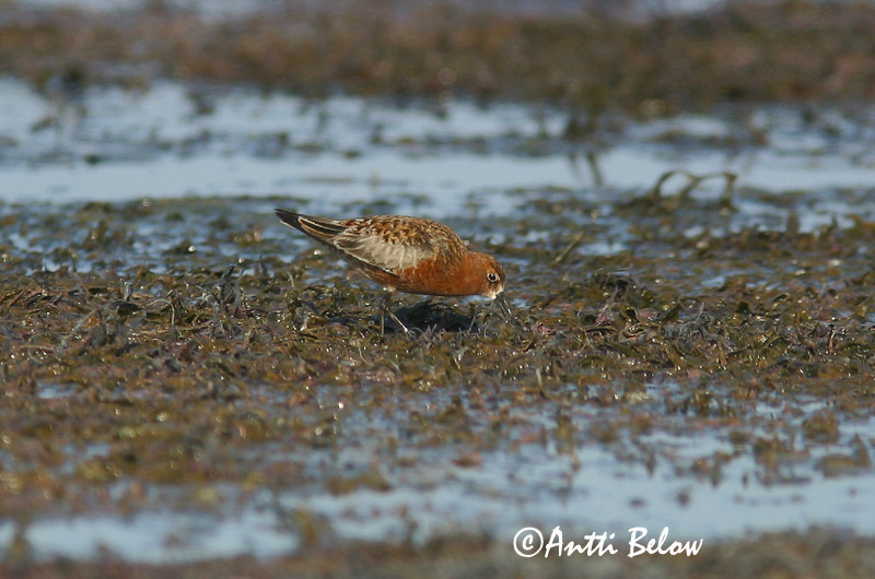 Avainsanat: Territ bec-llarg Krumnæbbet ryle Krombekstrandloper Curlew Sandpiper Kõvernokk-risla Kuovisirri Bécasseau cocorli Sichelstrandläufer Sarlós partfutó Spóatíta Piovanello Tundrasnipe Pilrito-de-bico-comprido Calidris ferruginea Correlimos Zarapitín