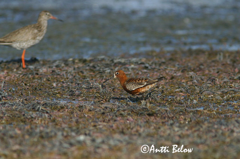 Avainsanat: Territ bec-llarg Krumnæbbet ryle Krombekstrandloper Curlew Sandpiper Kõvernokk-risla Kuovisirri Bécasseau cocorli Sichelstrandläufer Sarlós partfutó Spóatíta Piovanello Tundrasnipe Pilrito-de-bico-comprido Calidris ferruginea Correlimos Zarapitín