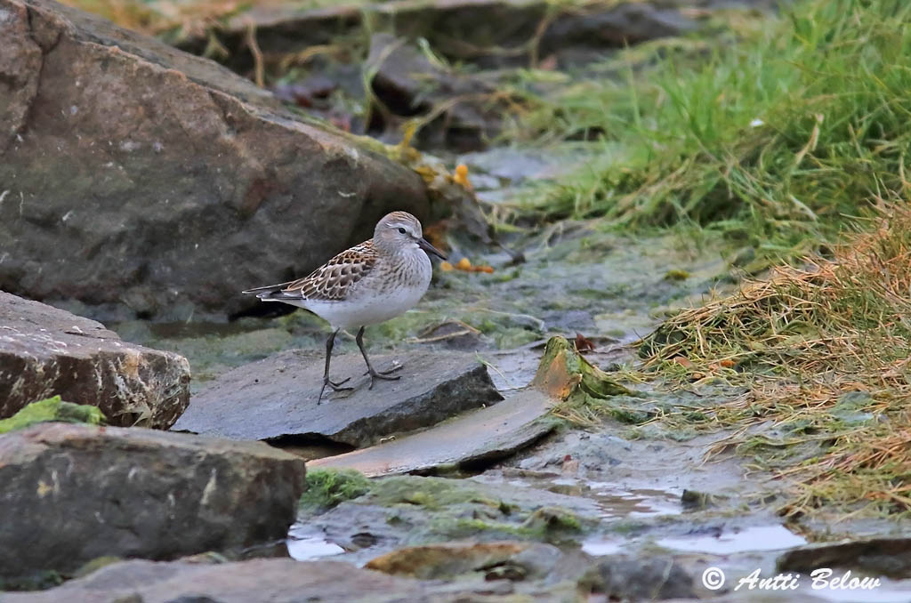 Avainsanat: Territ cuablanc 白腰滨鹬 Jespák tundrový Hvidrygget ryle Bonapartes strandloper White-rumped Sandpiper Valkoperäsirri Bécasseau de Bonaparte Weißbürzel-Strandläufer Λευκόπυγη Σκαλίδρα חופית לבנת־שת Bonaparte partfut