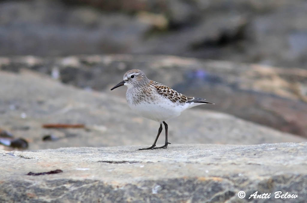 Avainsanat: Territ cuablanc 白腰滨鹬 Jespák tundrový Hvidrygget ryle Bonapartes strandloper White-rumped Sandpiper Valkoperäsirri Bécasseau de Bonaparte Weißbürzel-Strandläufer Λευκόπυγη Σκαλίδρα חופית לבנת־שת Bonaparte partfut
