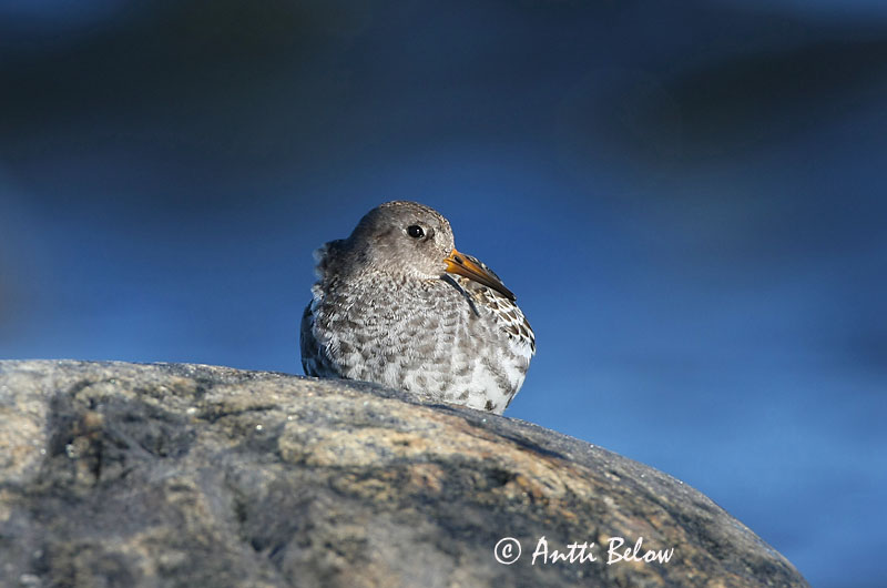 Avainsanat: Territ fosc Sortgrå ryle Paarse strandloper Purple Sandpiper Meririsla Merisirri Bécasseau violet Meerstrandläufer Tengeri partfutó Sendlingur Piovanello violetto Fjæreplytt Pilrito-escuro Calidris maritima Correlimos Oscuro Skärsnäppa