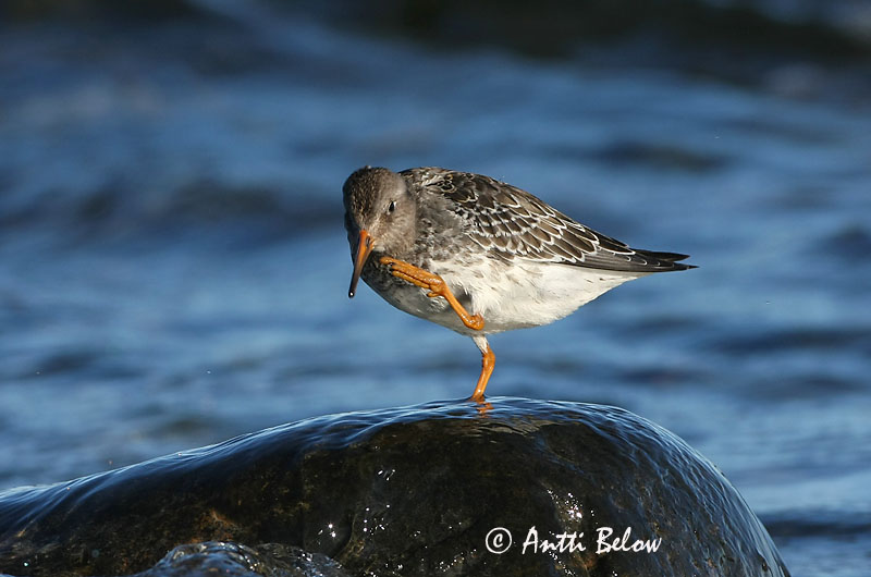Avainsanat: Territ fosc Sortgrå ryle Paarse strandloper Purple Sandpiper Meririsla Merisirri Bécasseau violet Meerstrandläufer Tengeri partfutó Sendlingur Piovanello violetto Fjæreplytt Pilrito-escuro Calidris maritima Correlimos Oscuro Skärsnäppa