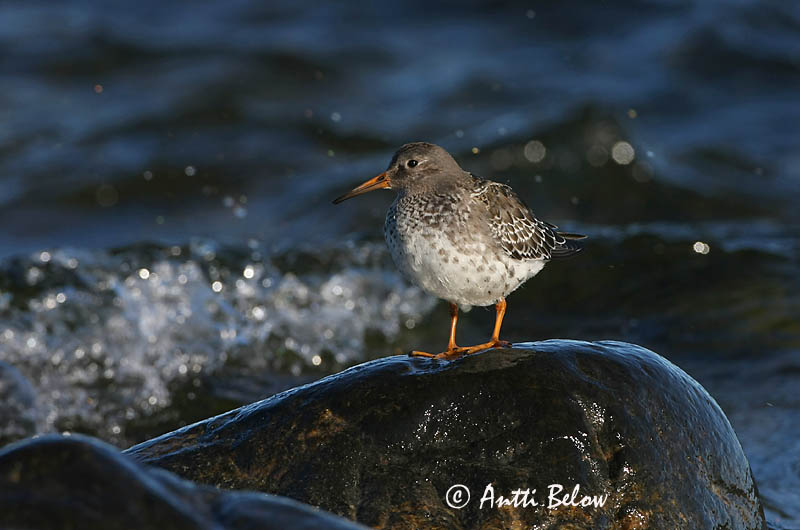 Avainsanat: Territ fosc Sortgrå ryle Paarse strandloper Purple Sandpiper Meririsla Merisirri Bécasseau violet Meerstrandläufer Tengeri partfutó Sendlingur Piovanello violetto Fjæreplytt Pilrito-escuro Calidris maritima Correlimos Oscuro Skärsnäppa