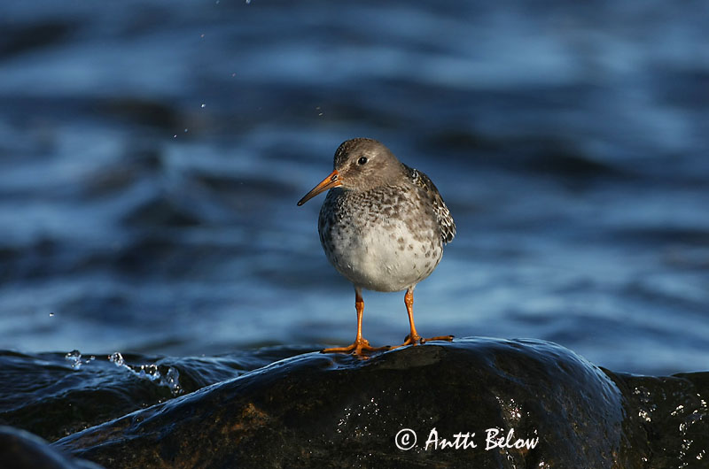 Avainsanat: Territ fosc Sortgrå ryle Paarse strandloper Purple Sandpiper Meririsla Merisirri Bécasseau violet Meerstrandläufer Tengeri partfutó Sendlingur Piovanello violetto Fjæreplytt Pilrito-escuro Calidris maritima Correlimos Oscuro Skärsnäppa