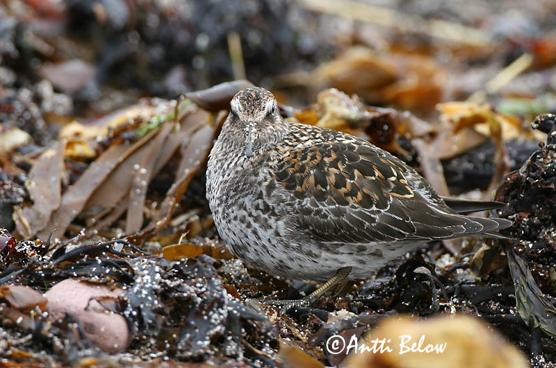 Avainsanat: Territ fosc Sortgrå ryle Paarse strandloper Purple Sandpiper Meririsla Merisirri Bécasseau violet Meerstrandläufer Tengeri partfutó Sendlingur Piovanello violetto Fjæreplytt Pilrito-escuro Calidris maritima Correlimos Oscuro Skärsnäppa