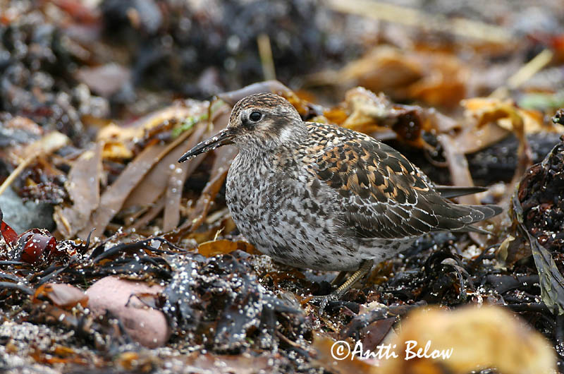 Avainsanat: Territ fosc Sortgrå ryle Paarse strandloper Purple Sandpiper Meririsla Merisirri Bécasseau violet Meerstrandläufer Tengeri partfutó Sendlingur Piovanello violetto Fjæreplytt Pilrito-escuro Calidris maritima Correlimos Oscuro Skärsnäppa