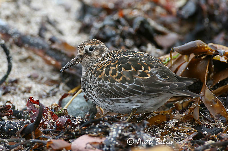 Avainsanat: Territ fosc Sortgrå ryle Paarse strandloper Purple Sandpiper Meririsla Merisirri Bécasseau violet Meerstrandläufer Tengeri partfutó Sendlingur Piovanello violetto Fjæreplytt Pilrito-escuro Calidris maritima Correlimos Oscuro Skärsnäppa