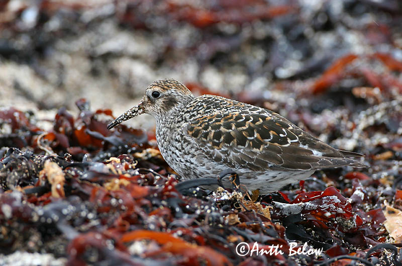Avainsanat: Territ fosc Sortgrå ryle Paarse strandloper Purple Sandpiper Meririsla Merisirri Bécasseau violet Meerstrandläufer Tengeri partfutó Sendlingur Piovanello violetto Fjæreplytt Pilrito-escuro Calidris maritima Correlimos Oscuro Skärsnäppa
