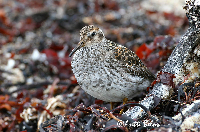 Avainsanat: Territ fosc Sortgrå ryle Paarse strandloper Purple Sandpiper Meririsla Merisirri Bécasseau violet Meerstrandläufer Tengeri partfutó Sendlingur Piovanello violetto Fjæreplytt Pilrito-escuro Calidris maritima Correlimos Oscuro Skärsnäppa