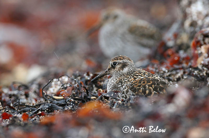 Avainsanat: Territ fosc Sortgrå ryle Paarse strandloper Purple Sandpiper Meririsla Merisirri Bécasseau violet Meerstrandläufer Tengeri partfutó Sendlingur Piovanello violetto Fjæreplytt Pilrito-escuro Calidris maritima Correlimos Oscuro Skärsnäppa