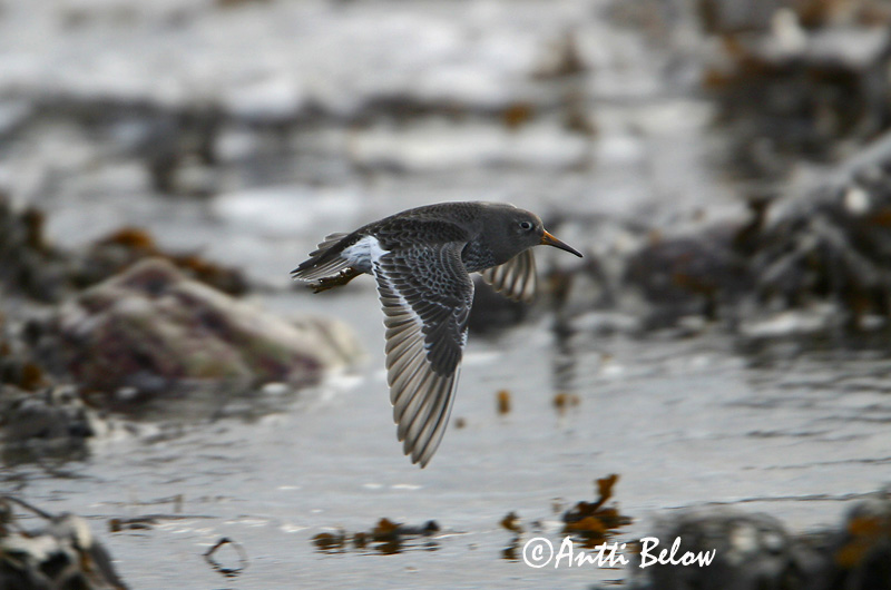 Avainsanat: Territ fosc Sortgrå ryle Paarse strandloper Purple Sandpiper Meririsla Merisirri Bécasseau violet Meerstrandläufer Tengeri partfutó Sendlingur Piovanello violetto Fjæreplytt Pilrito-escuro Calidris maritima Correlimos Oscuro Skärsnäppa
