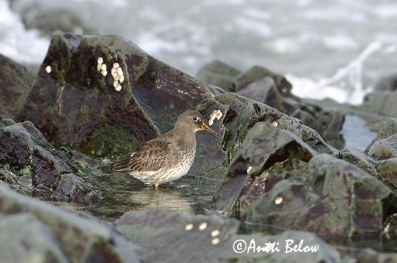 Avainsanat: Territ fosc Sortgrå ryle Paarse strandloper Purple Sandpiper Meririsla Merisirri Bécasseau violet Meerstrandläufer Tengeri partfutó Sendlingur Piovanello violetto Fjæreplytt Pilrito-escuro Calidris maritima Correlimos Oscuro Skärsnäppa