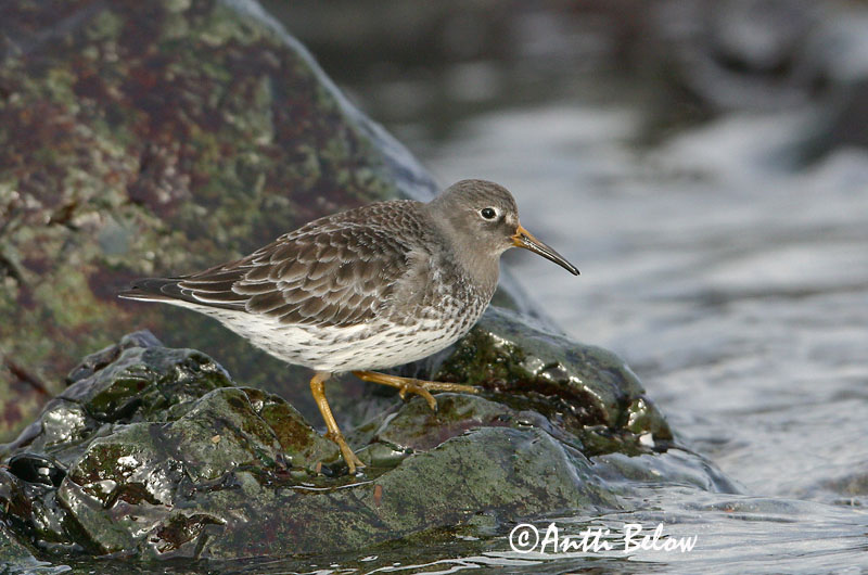 Avainsanat: Territ fosc Sortgrå ryle Paarse strandloper Purple Sandpiper Meririsla Merisirri Bécasseau violet Meerstrandläufer Tengeri partfutó Sendlingur Piovanello violetto Fjæreplytt Pilrito-escuro Calidris maritima Correlimos Oscuro Skärsnäppa