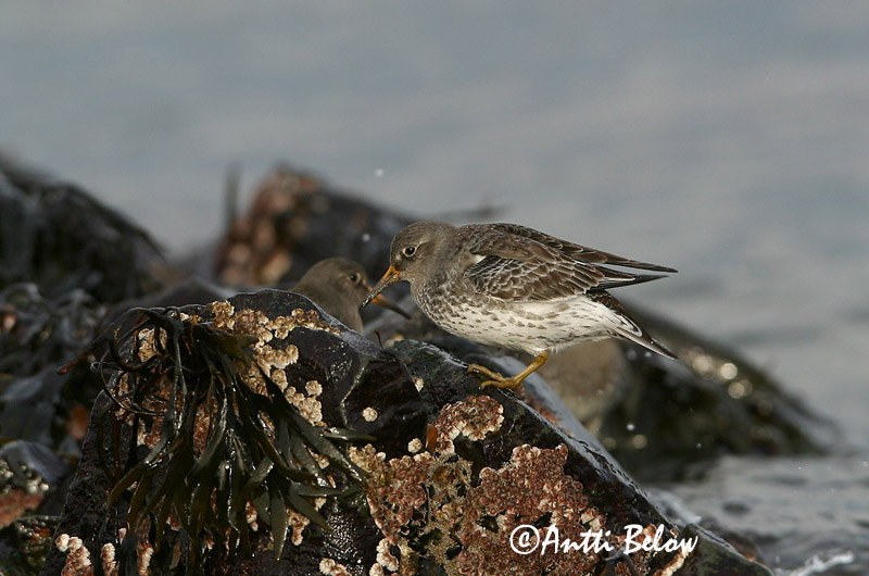 Avainsanat: Territ fosc Sortgrå ryle Paarse strandloper Purple Sandpiper Meririsla Merisirri Bécasseau violet Meerstrandläufer Tengeri partfutó Sendlingur Piovanello violetto Fjæreplytt Pilrito-escuro Calidris maritima Correlimos Oscuro Skärsnäppa