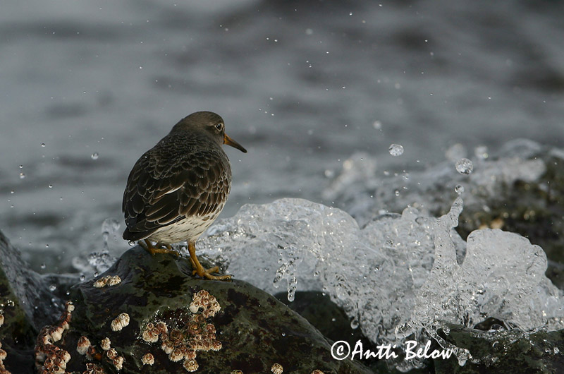 Avainsanat: Territ fosc Sortgrå ryle Paarse strandloper Purple Sandpiper Meririsla Merisirri Bécasseau violet Meerstrandläufer Tengeri partfutó Sendlingur Piovanello violetto Fjæreplytt Pilrito-escuro Calidris maritima Correlimos Oscuro Skärsnäppa