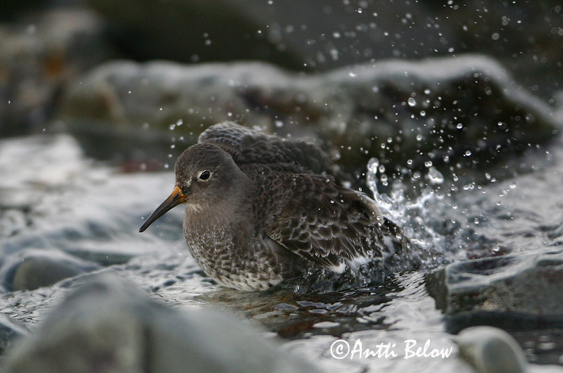Avainsanat: Territ fosc Sortgrå ryle Paarse strandloper Purple Sandpiper Meririsla Merisirri Bécasseau violet Meerstrandläufer Tengeri partfutó Sendlingur Piovanello violetto Fjæreplytt Pilrito-escuro Calidris maritima Correlimos Oscuro Skärsnäppa