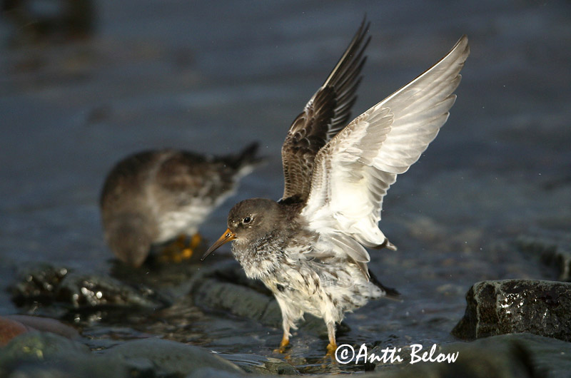 Avainsanat: Territ fosc Sortgrå ryle Paarse strandloper Purple Sandpiper Meririsla Merisirri Bécasseau violet Meerstrandläufer Tengeri partfutó Sendlingur Piovanello violetto Fjæreplytt Pilrito-escuro Calidris maritima Correlimos Oscuro Skärsnäppa