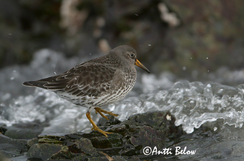 Avainsanat: Territ fosc Sortgrå ryle Paarse strandloper Purple Sandpiper Meririsla Merisirri Bécasseau violet Meerstrandläufer Tengeri partfutó Sendlingur Piovanello violetto Fjæreplytt Pilrito-escuro Calidris maritima Correlimos Oscuro Skärsnäppa