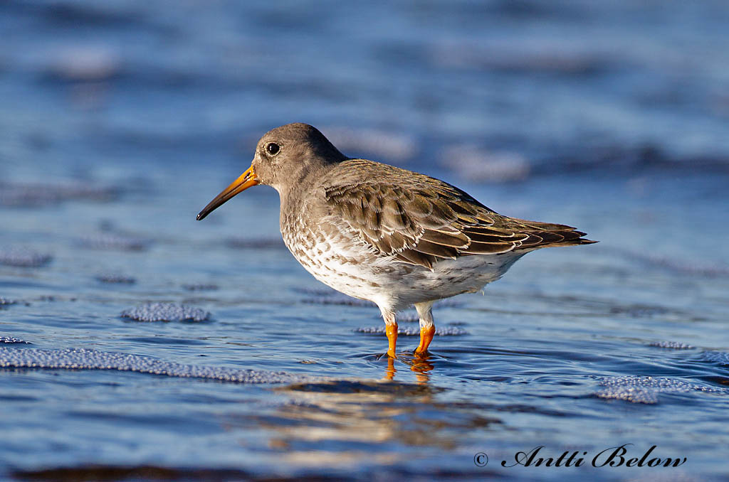 Avainsanat: Territ fosc Sortgrå ryle Paarse strandloper Purple Sandpiper Meririsla Merisirri Bécasseau violet Meerstrandläufer Tengeri partfutó Sendlingur Piovanello violetto Fjæreplytt Pilrito-escuro Calidris maritima Correlimos Oscuro Skärsnäppa