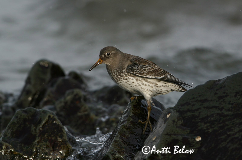 Avainsanat: Territ fosc Sortgrå ryle Paarse strandloper Purple Sandpiper Meririsla Merisirri Bécasseau violet Meerstrandläufer Tengeri partfutó Sendlingur Piovanello violetto Fjæreplytt Pilrito-escuro Calidris maritima Correlimos Oscuro Skärsnäppa