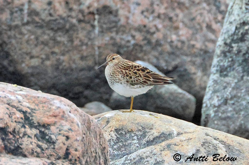 Porvoo 5/2025
Avainsanat: Alaskasnipe Amerikauzurashigi Bécasseau tacheté Biegus arktyczny Calidris melanotos Correlimos Pectoral Gestreepte strandloper Graubrust-Strandläufer Palsasirri Pectoral Sandpiper Pilrito-peitoral Piro-piro pettorale Tuvsnäppa Stribet ryle