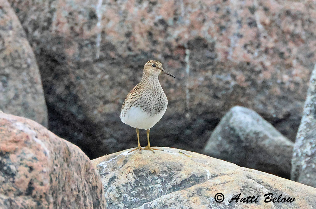 Porvoo 5/2025
Avainsanat: Alaskasnipe Amerikauzurashigi Bécasseau tacheté Biegus arktyczny Calidris melanotos Correlimos Pectoral Gestreepte strandloper Graubrust-Strandläufer Palsasirri Pectoral Sandpiper Pilrito-peitoral Piro-piro pettorale Tuvsnäppa Stribet ryle