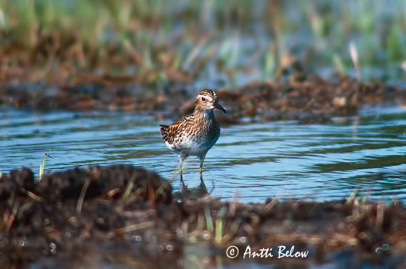 Avainsanat: Langtået ryle Taigastrandloper Long-toed Stint Bécasseau à longs doigts Langzehen-Strandläufer Hosszúujjú partfutó Sportíta Gambecchio ditalunghe Langtåsnipe Pilrito-de-dedos-compridos Calidris subminuta Correlimos Dedilargo Långtåsnäppa Siper
