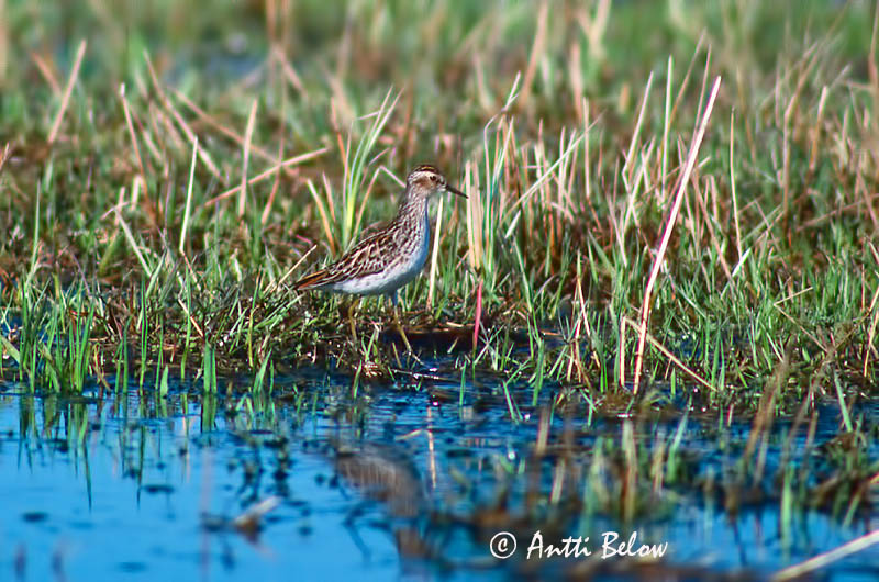 Avainsanat: Langtået ryle Taigastrandloper Long-toed Stint Bécasseau à longs doigts Langzehen-Strandläufer Hosszúujjú partfutó Sportíta Gambecchio ditalunghe Langtåsnipe Pilrito-de-dedos-compridos Calidris subminuta Correlimos Dedilargo Långtåsnäppa Siper