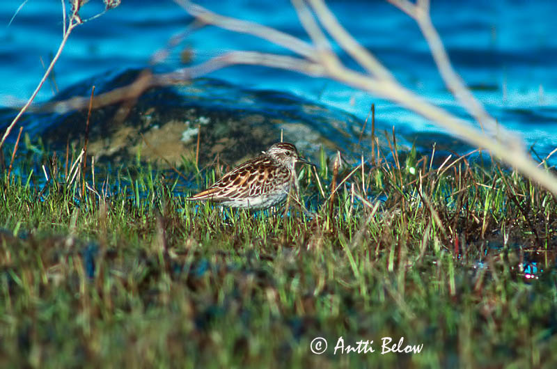 Avainsanat: Langtået ryle Taigastrandloper Long-toed Stint Bécasseau à longs doigts Langzehen-Strandläufer Hosszúujjú partfutó Sportíta Gambecchio ditalunghe Langtåsnipe Pilrito-de-dedos-compridos Calidris subminuta Correlimos Dedilargo Långtåsnäppa Siper