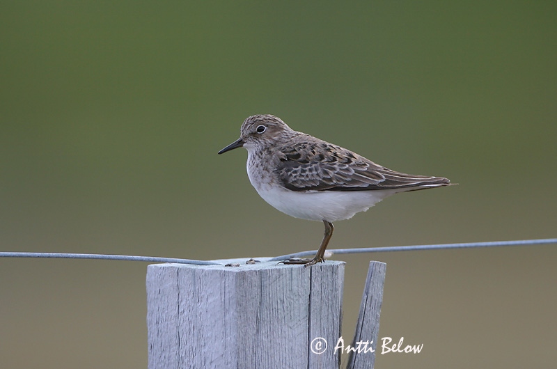 Avainsanat: Territ fosc Sortgrå ryle Paarse strandloper Purple Sandpiper Meririsla Merisirri Bécasseau violet Meerstrandläufer Tengeri partfutó Sendlingur Piovanello violetto Fjæreplytt Pilrito-escuro Calidris maritima Correlimos Oscuro Skärsnäppa