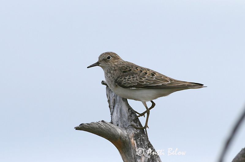 Avainsanat: Territ de Temminck Temmincksryle Temmincks strandloper Temminck's Stint Värbrisla värbrüdi Bécasseau de Temminck Temmincksstrandläufer Temminck-partfutó Bakkatíta Gambecchio nano Temmincksnipe Pilrito de Temminck Calidris temminckii Correlimos
