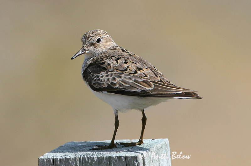 Avainsanat: Territ de Temminck Temmincksryle Temmincks strandloper Temminck's Stint Värbrisla värbrüdi Bécasseau de Temminck Temmincksstrandläufer Temminck-partfutó Bakkatíta Gambecchio nano Temmincksnipe Pilrito de Temminck Calidris temminckii Correlimos