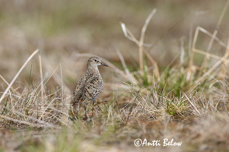 Avainsanat: Territ de Temminck Temmincksryle Temmincks strandloper Temminck's Stint Värbrisla värbrüdi Bécasseau de Temminck Temmincksstrandläufer Temminck-partfutó Bakkatíta Gambecchio nano Temmincksnipe Pilrito de Temminck Calidris temminckii Correlimos