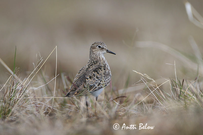 Avainsanat: Territ fosc Sortgrå ryle Paarse strandloper Purple Sandpiper Meririsla Merisirri Bécasseau violet Meerstrandläufer Tengeri partfutó Sendlingur Piovanello violetto Fjæreplytt Pilrito-escuro Calidris maritima Correlimos Oscuro Skärsnäppa