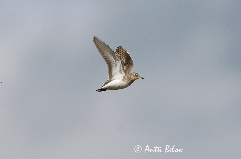 Avainsanat: Territ de Temminck Temmincksryle Temmincks strandloper Temminck's Stint Värbrisla värbrüdi Bécasseau de Temminck Temmincksstrandläufer Temminck-partfutó Bakkatíta Gambecchio nano Temmincksnipe Pilrito de Temminck Calidris temminckii Correlimos
