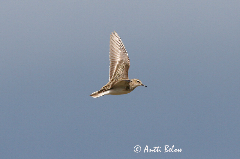 Avainsanat: Territ de Temminck Temmincksryle Temmincks strandloper Temminck's Stint Värbrisla värbrüdi Bécasseau de Temminck Temmincksstrandläufer Temminck-partfutó Bakkatíta Gambecchio nano Temmincksnipe Pilrito de Temminck Calidris temminckii Correlimos