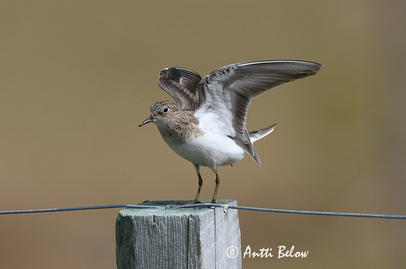 Avainsanat: Territ fosc Sortgrå ryle Paarse strandloper Purple Sandpiper Meririsla Merisirri Bécasseau violet Meerstrandläufer Tengeri partfutó Sendlingur Piovanello violetto Fjæreplytt Pilrito-escuro Calidris maritima Correlimos Oscuro Skärsnäppa