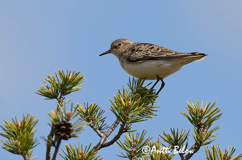 Avainsanat: Territ de Temminck Temmincksryle Temmincks strandloper Temminck's Stint Värbrisla värbrüdi Bécasseau de Temminck Temmincksstrandläufer Temminck-partfutó Bakkatíta Gambecchio nano Temmincksnipe Pilrito de Temminck Calidris temminckii Correlimos