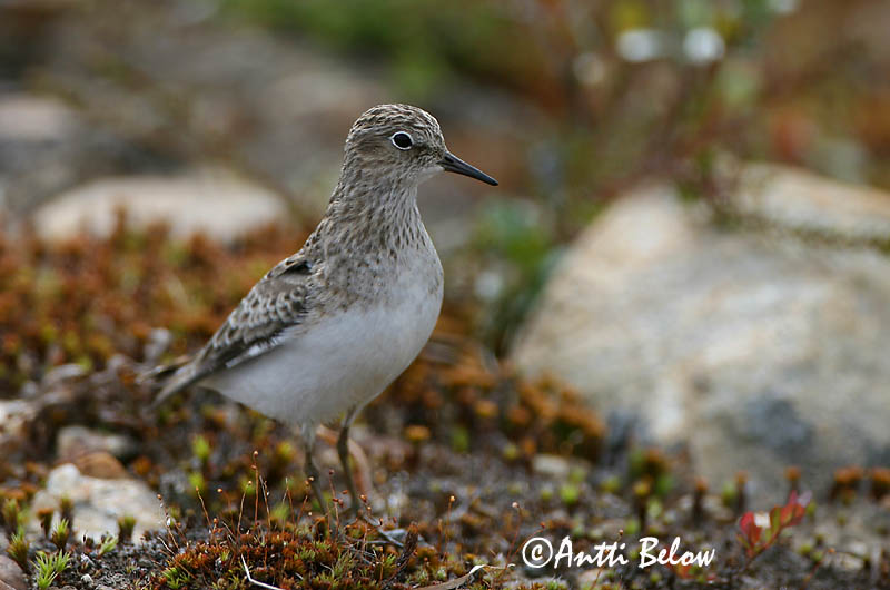 Avainsanat: Territ de Temminck Temmincksryle Temmincks strandloper Temminck's Stint Värbrisla värbrüdi Bécasseau de Temminck Temmincksstrandläufer Temminck-partfutó Bakkatíta Gambecchio nano Temmincksnipe Pilrito de Temminck Calidris temminckii Correlimos