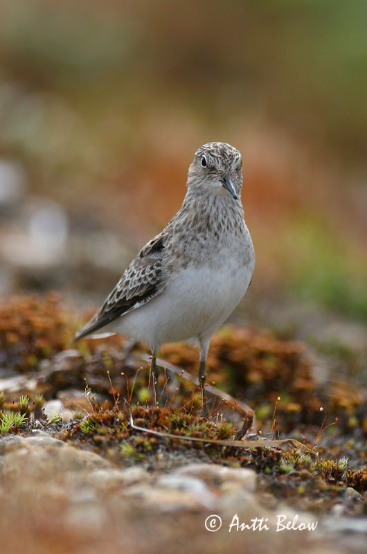 Avainsanat: Territ fosc Sortgrå ryle Paarse strandloper Purple Sandpiper Meririsla Merisirri Bécasseau violet Meerstrandläufer Tengeri partfutó Sendlingur Piovanello violetto Fjæreplytt Pilrito-escuro Calidris maritima Correlimos Oscuro Skärsnäppa