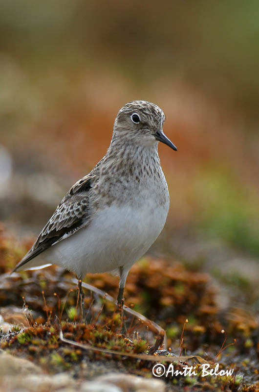 Avainsanat: Territ fosc Sortgrå ryle Paarse strandloper Purple Sandpiper Meririsla Merisirri Bécasseau violet Meerstrandläufer Tengeri partfutó Sendlingur Piovanello violetto Fjæreplytt Pilrito-escuro Calidris maritima Correlimos Oscuro Skärsnäppa