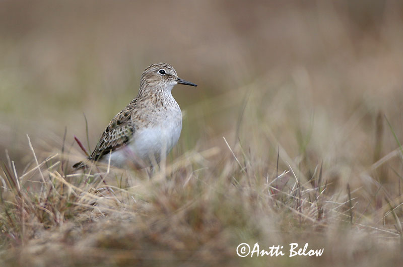 Avainsanat: Territ de Temminck Temmincksryle Temmincks strandloper Temminck's Stint Värbrisla värbrüdi Bécasseau de Temminck Temmincksstrandläufer Temminck-partfutó Bakkatíta Gambecchio nano Temmincksnipe Pilrito de Temminck Calidris temminckii Correlimos