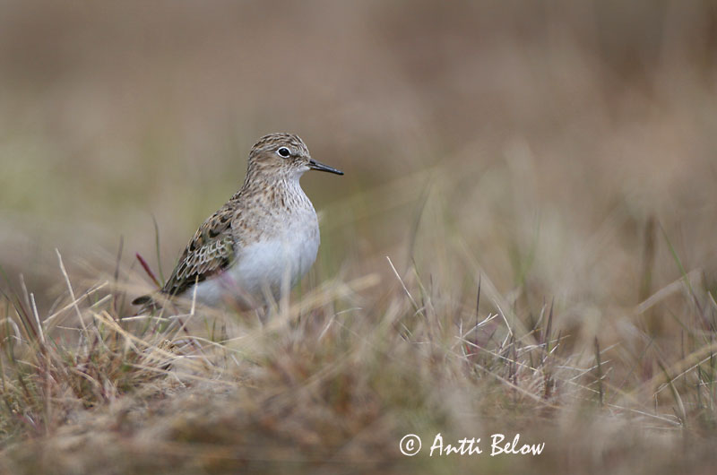 Avainsanat: Territ fosc Sortgrå ryle Paarse strandloper Purple Sandpiper Meririsla Merisirri Bécasseau violet Meerstrandläufer Tengeri partfutó Sendlingur Piovanello violetto Fjæreplytt Pilrito-escuro Calidris maritima Correlimos Oscuro Skärsnäppa