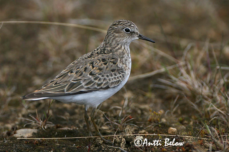 Avainsanat: Territ de Temminck Temmincksryle Temmincks strandloper Temminck's Stint Värbrisla värbrüdi Bécasseau de Temminck Temmincksstrandläufer Temminck-partfutó Bakkatíta Gambecchio nano Temmincksnipe Pilrito de Temminck Calidris temminckii Correlimos