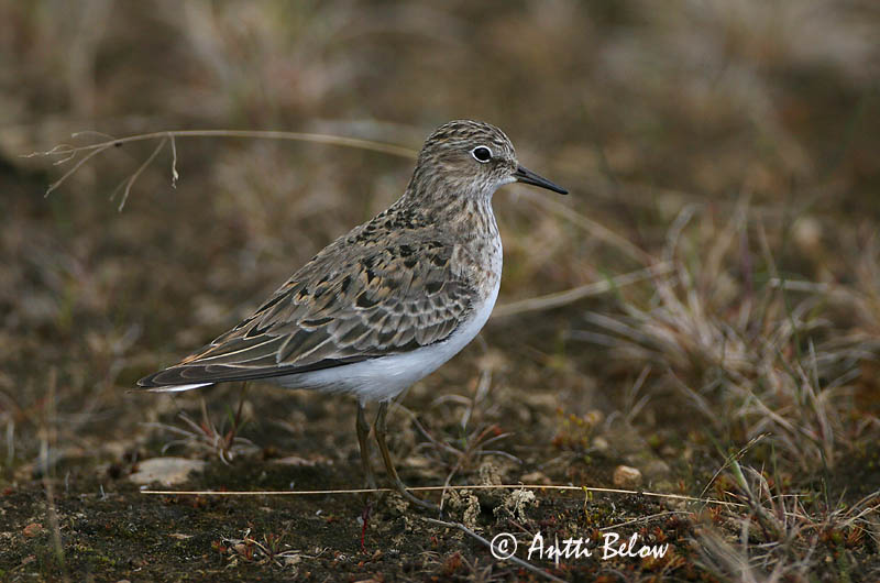 Avainsanat: Territ fosc Sortgrå ryle Paarse strandloper Purple Sandpiper Meririsla Merisirri Bécasseau violet Meerstrandläufer Tengeri partfutó Sendlingur Piovanello violetto Fjæreplytt Pilrito-escuro Calidris maritima Correlimos Oscuro Skärsnäppa